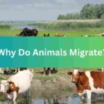 Why Do Animals Migrate?