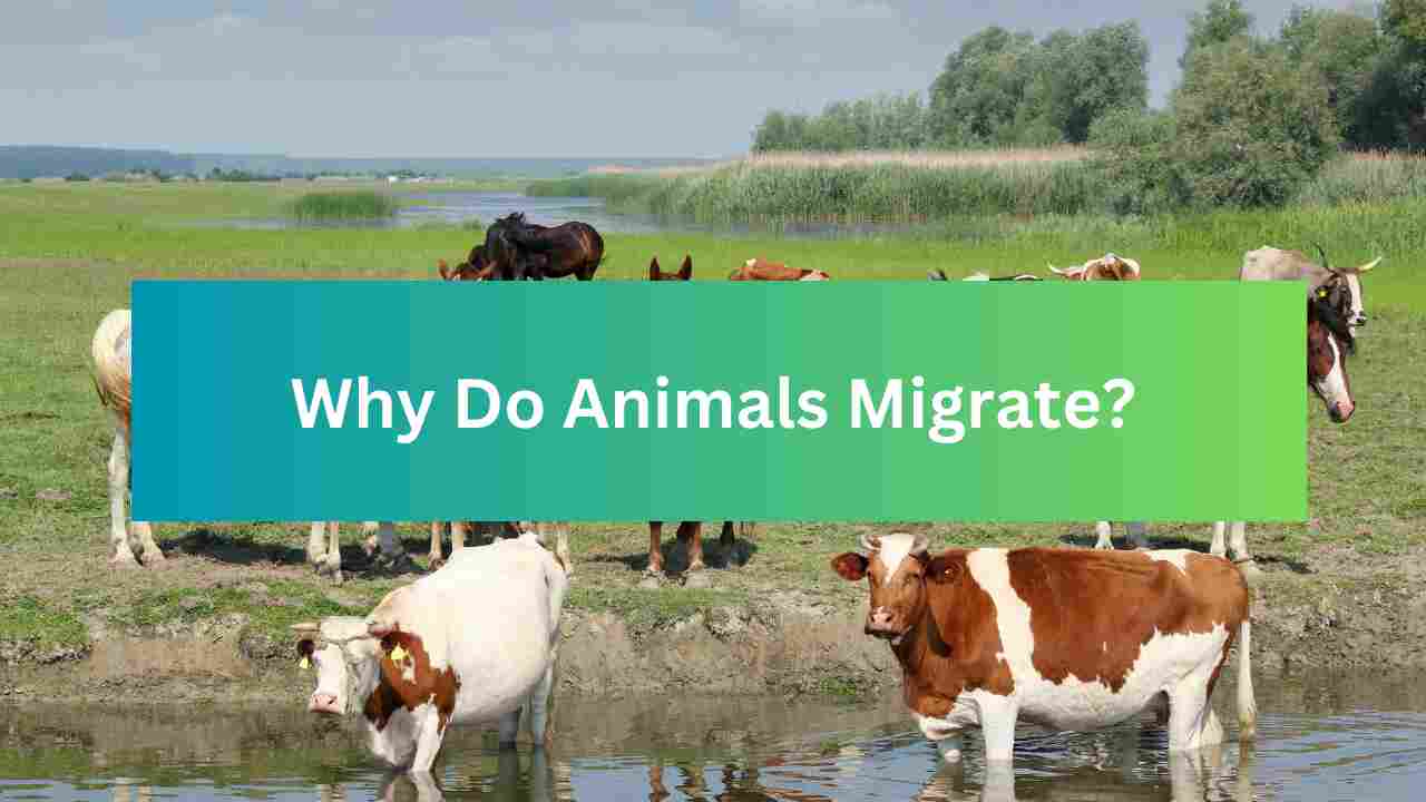Why Do Animals Migrate?