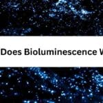 How Does Bioluminescence Work?