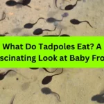 What Do Tadpoles Eat? A Fascinating Look at Baby Frogs