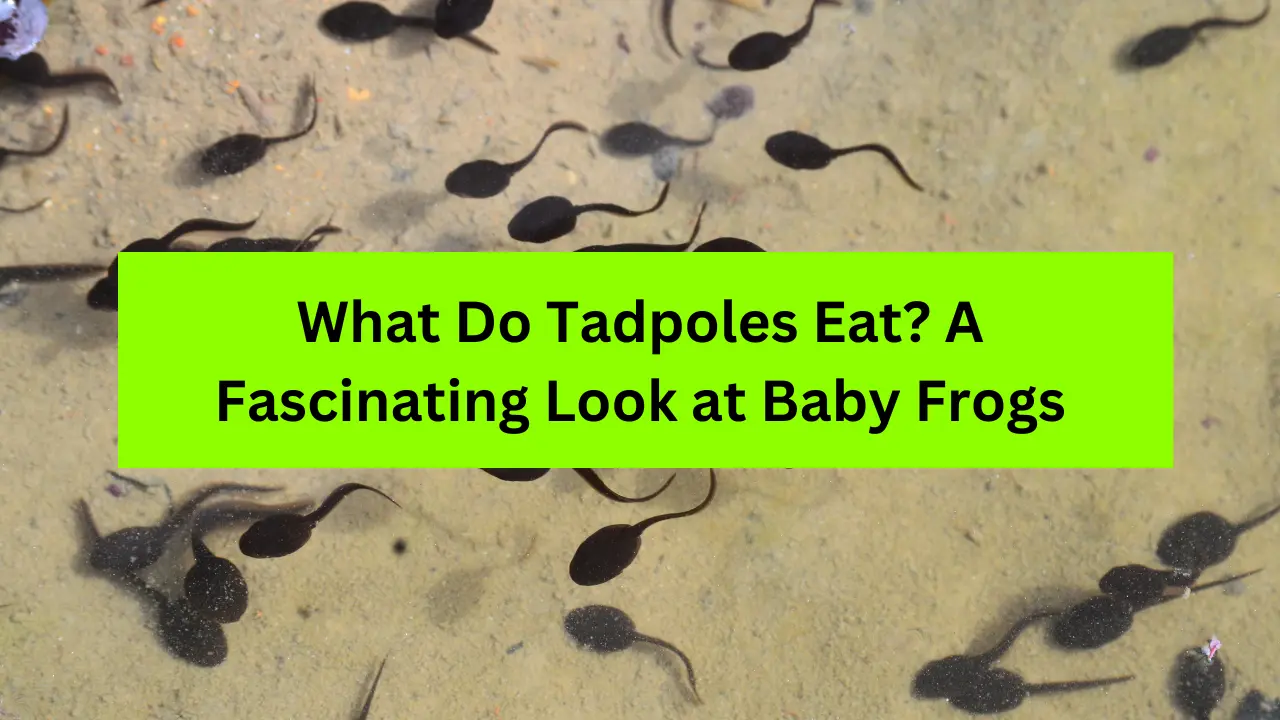 What Do Tadpoles Eat? A Fascinating Look at Baby Frogs