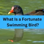 What Is a Fortunate Swimming Bird?