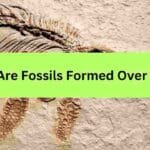 How Are Fossils Formed Over Time?