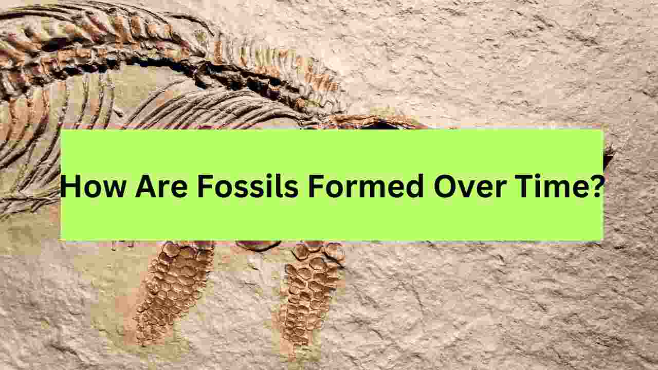 How Are Fossils Formed Over Time?