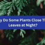 Why Do Some Plants Close Their Leaves at Night?