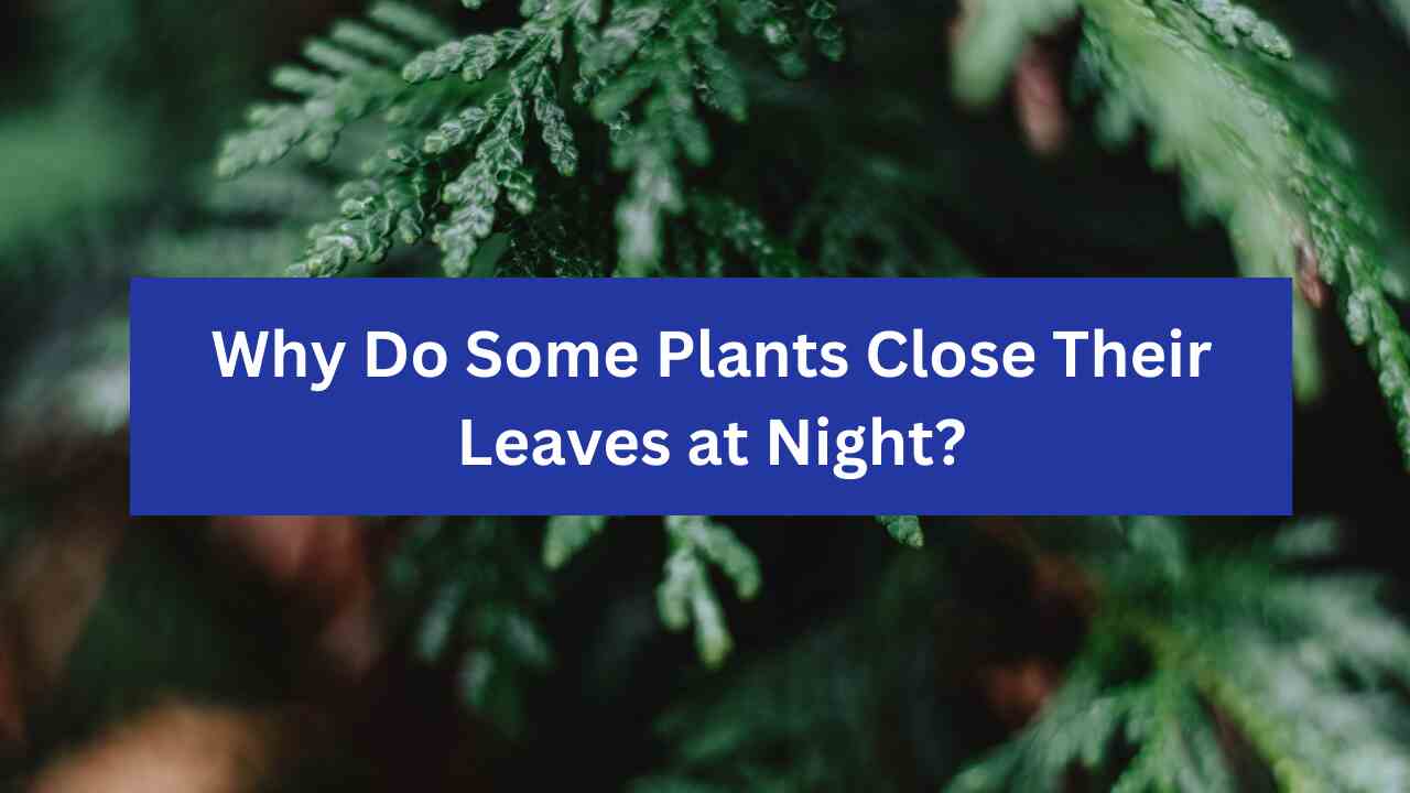 Why Do Some Plants Close Their Leaves at Night?