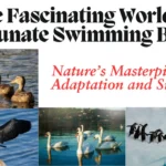 What Is a Fortunate Swimming Bird?