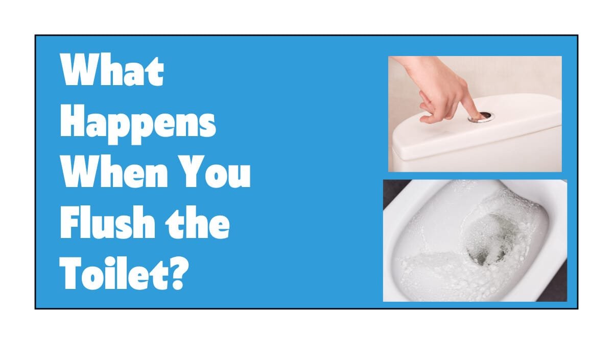 What Happens When You Flush the Toilet?