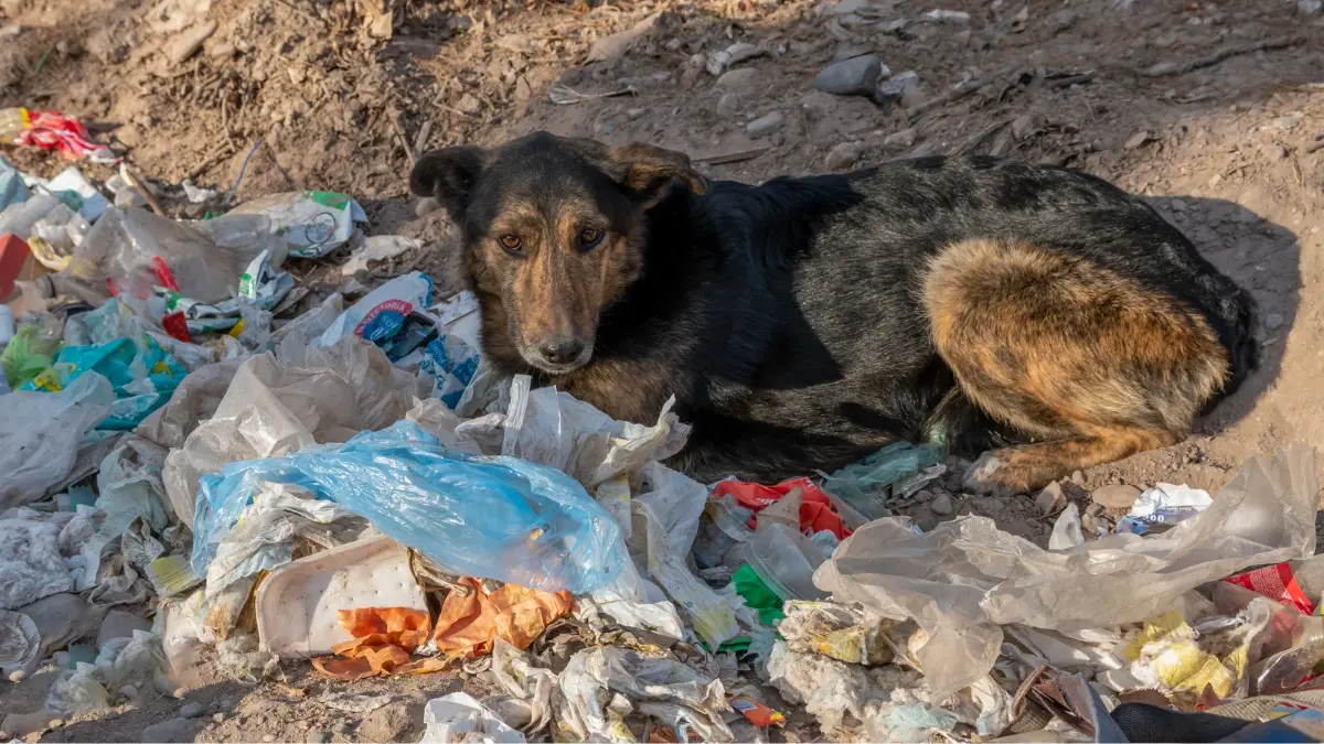 An abandoned dog is shown in thus image